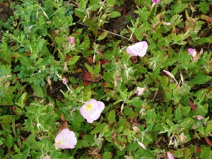 Oenothera speciosa