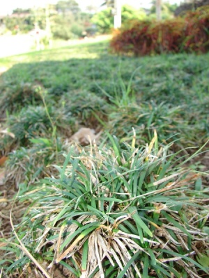 Ophiopogon japonicus