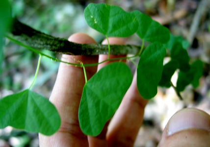 Passiflora murucuja