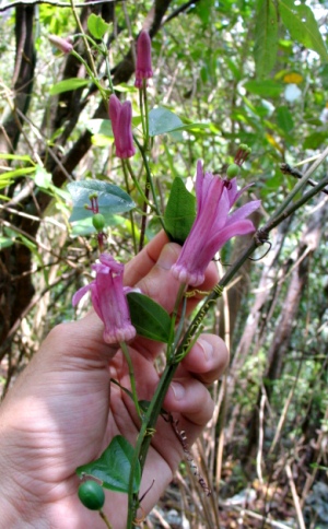 Passiflora tulae