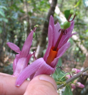 Passiflora tulae