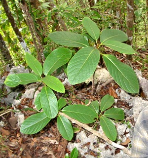 Pisonia taina