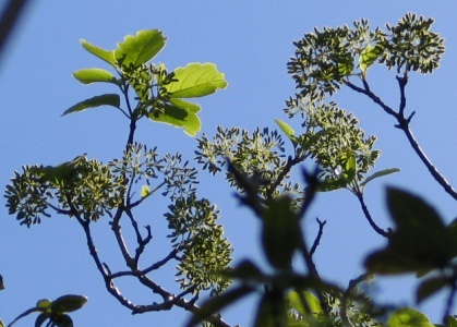 Pisonia taina