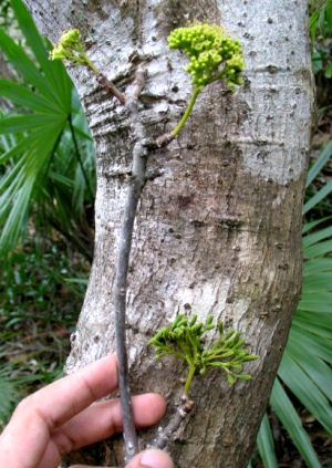 Pisonia taina