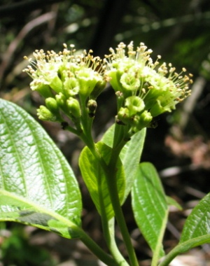 Pisonia taina