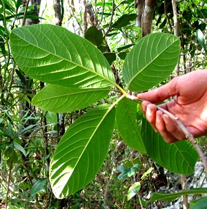 Pisonia taina