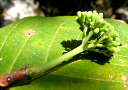 Pisonia taina