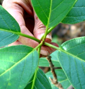 Pisonia taina