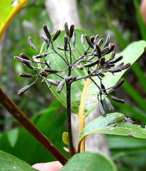 Pisonia taina