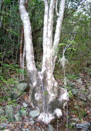 Pisonia taina