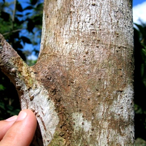 Pisonia taina