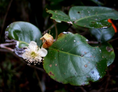 Psidium amplexicaule