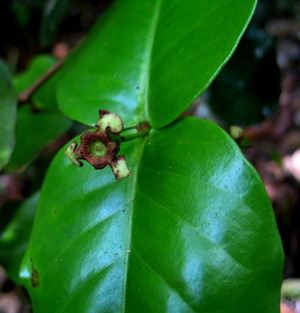 Psidium amplexicaule