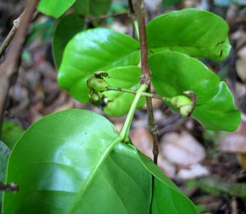 Psidium amplexicaule