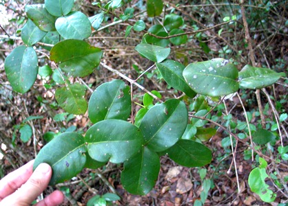 Psidium amplexicaule