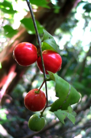 Schoepfia arenaria