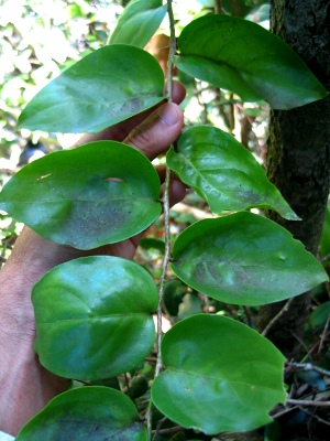 Schoepfia arenaria