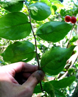 Schoepfia arenaria