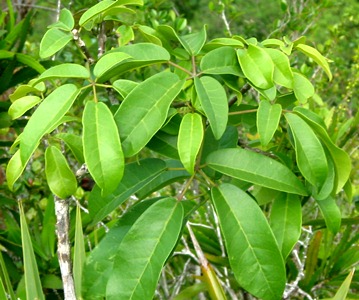 Tabebuia karsoana