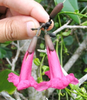 Tabebuia karsoana