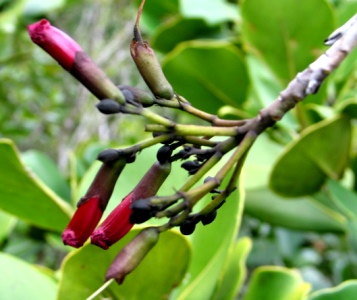 Tabebuia karsoana