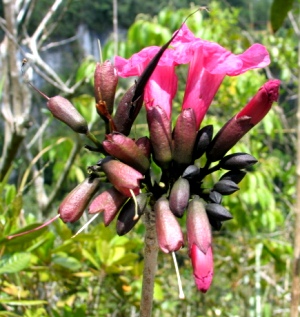 Tabebuia karsoana