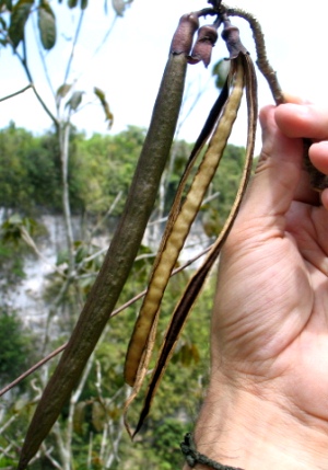 Tabebuia karsoana