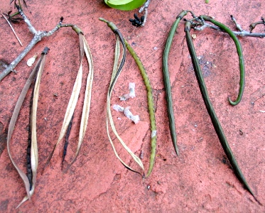 Tabebuia karsoana