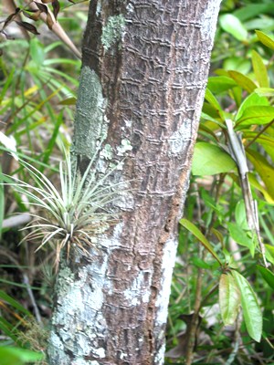 Tabebuia karsoana