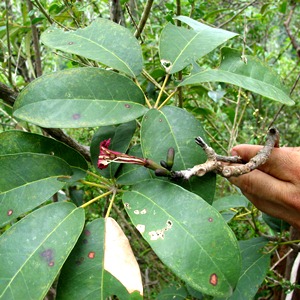 Tabebuia karsoana