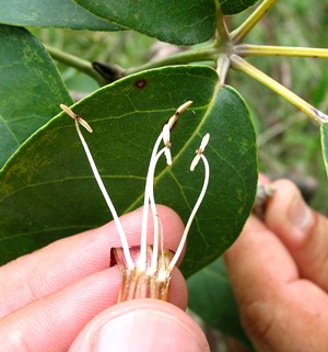 Tabebuia karsoana