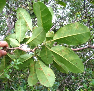 Tabebuia karsoana