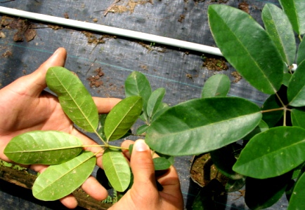 Tabebuia karsoana