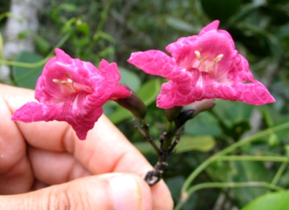 Tabebuia karsoana