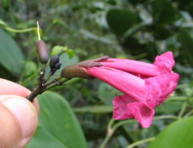 Tabebuia karsoana